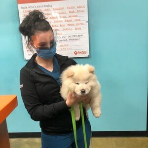 Fluffy White Dog Leash